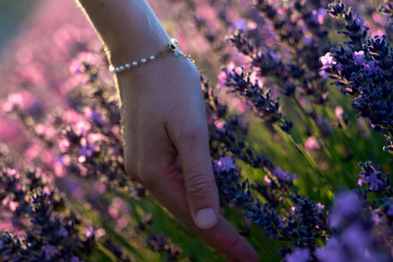 Eine Hand streicht achtsam durch blühenden Lavendel im warmen Abendlicht.